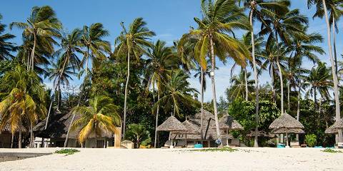 Ultimate Wild Safari & Beach Honeymoon Experience