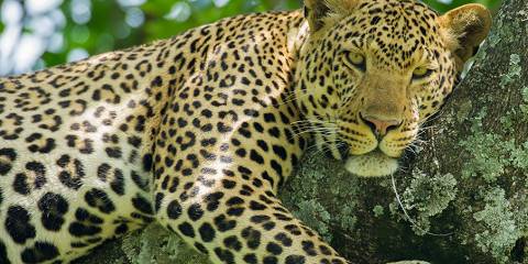 6-Day Amazing Wildlife & Cultural Experience Tour