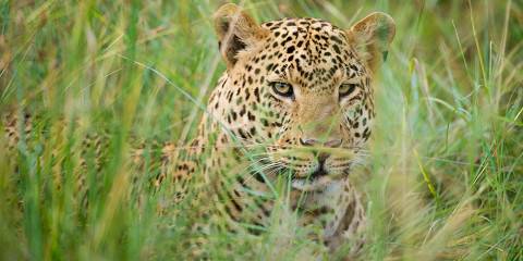 7-Day Private Luxury Serengeti Wildebeest Migration Tour