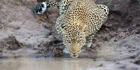 7-Day Great Shared Safari Journey