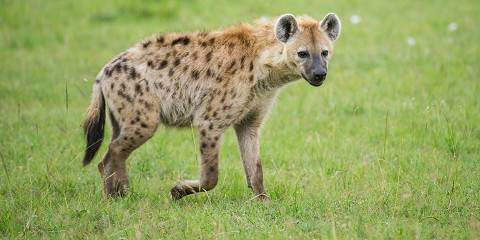 Fly-in to Tarangire & Ngorongoro & Materuni Falls