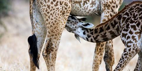 5-Day Safari Itinerary