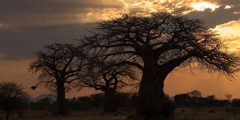 5-Day Best Value Serengeti & Ngorongoro Mid-Range Safari