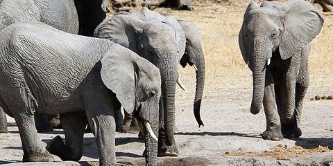 Tarangire, Eyasi, Serengeti & Ngorongoro Luxury