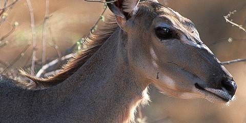 7-Day Great Migration Safari in Serengeti – Mid-Range