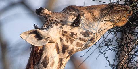 7-Day Mara River Frontline Elite Fly in Safari