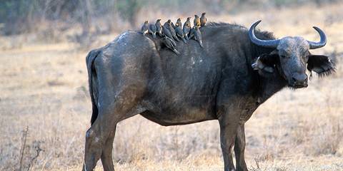 7-Day Southern Tanzania Fly-in Safari (Nyerere & Ruaha)