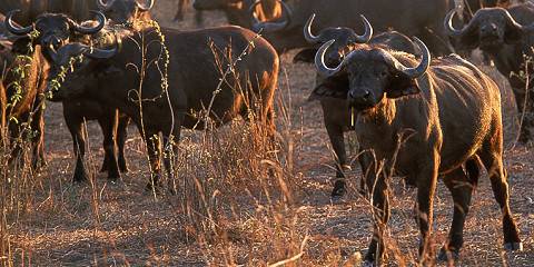 Fly in from Zanzibar Explore Wildebeest