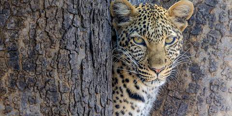3-Day Ruaha Untamed Luxury into Tanzania Last Wilderness