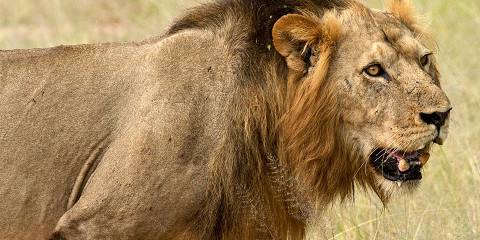 4-Day Best Mid-Range Tanzania Safari Adventure