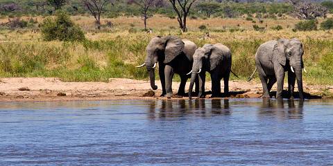 1-Day Discover & Ultimate Tarangire Safari from Moshi