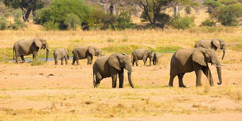 4-Day Golden Tour to Tarangire, Serengeti and Ngorongoro