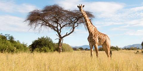 3-Day | Serengeti & Ngorongoro Crater Luxury