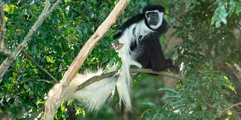 Kilimanjaro Day Trip via Marangu Route