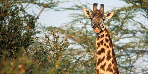 3-Day Fly in & out Zanzibar -Tarangire, Crater & Manyara
