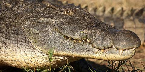 3-Day Tarangire NP– Lake Eyasi –Ngorongoro Crater Safari