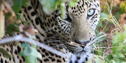 5-Day Tarangire NP, Serengeti, Ngorongoro & Manyara