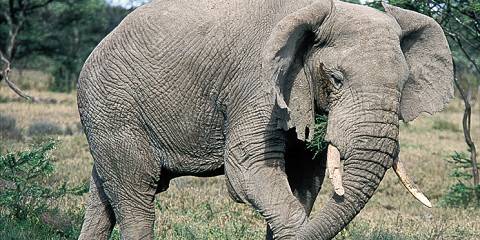 6-Day Tarangire Serengeti, Ngorongoro & Manyara Moshi