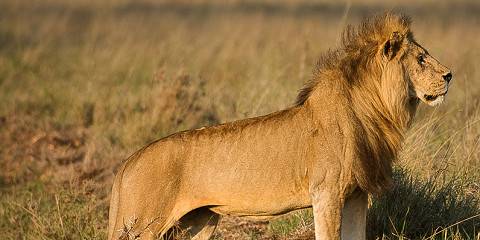 4-Day Luxury Experience Private Safari