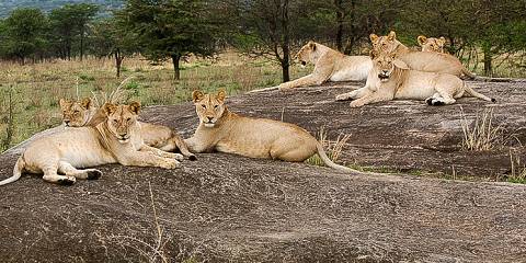 5-Day Fly in Safari from Zanzibar to Northern Circuit