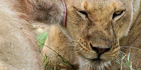 5-Day Tanzania Honeymoon Safari in Serengeti