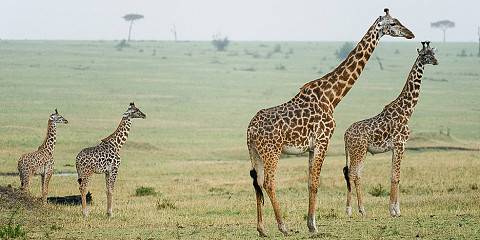 4-Day Great Migration and Big Five Safari Experience