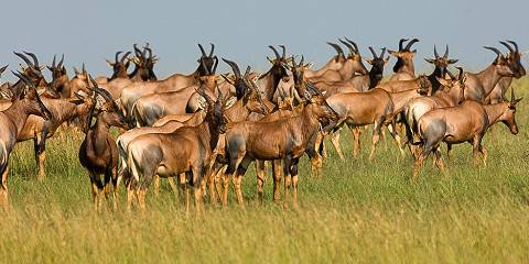 4-Day Essential Wildlife Encounter