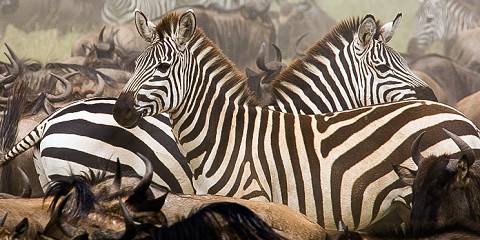 2-Day Mikumi Safari Adventure; Tanzania Hidden Gem