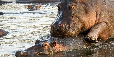 Uganda, Rwanda & Tanzania Safari Expedition