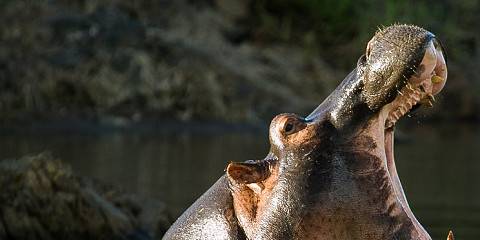 10-Day Tanzania and Zanzibar Beach Safari with Berngo