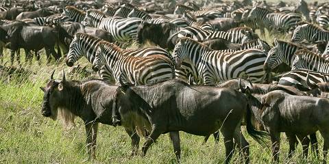 5-Day Private Serengeti, Ngorongoro & Tarangire Safari