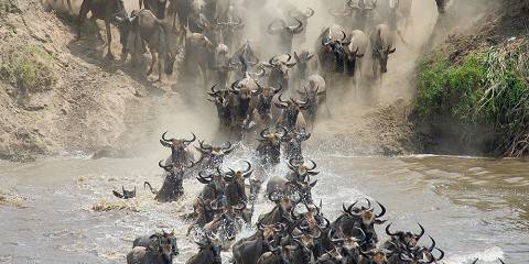 4-Day Wildebeest Migration Calving Safari December/March
