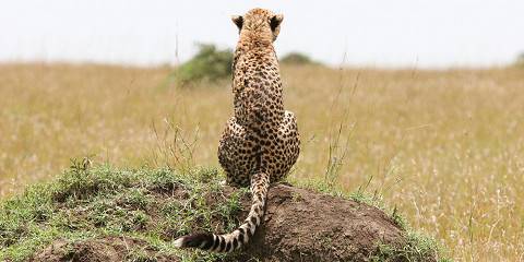 4-Day Tarangire, Serengeti & Ngorongoro Standard Private