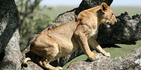 8-Day Dynamic Safari (Night Game & Cycling) - Midrange