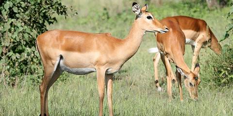 8-Day Kenya & Tanzania Mid-Range Safari