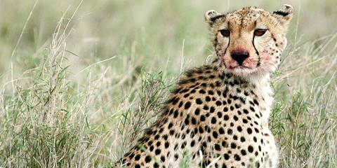 4-Day Enjoy Luxury Romantic Honeymoon Safari