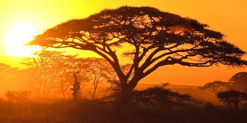 7-Day Tarangire, Lake Manyara & Serengeti Luxury Safari