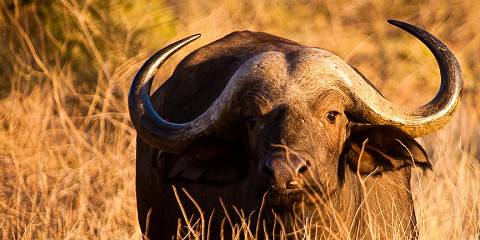 3-Day Fly-in Safari to Serengeti and Ngorongoro