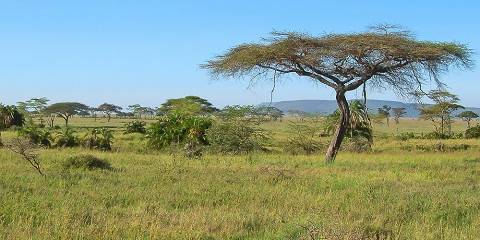 10-Day The Great Tanzania Escape - Savannah to Zanzibar