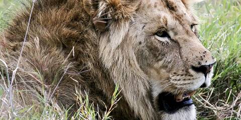 3-Day Group Joining Safari in Masai Mara NR
