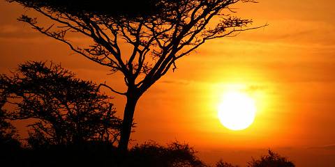 Nairobi to Serengeti Cross-Border Wildlife Safari