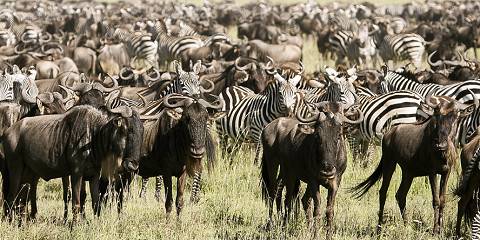 10-Day Great Migration and Zanzibar Beach Safari