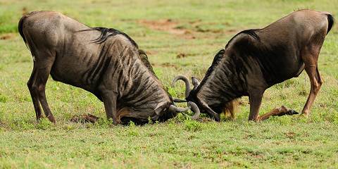4-Day Exciting Mid-Range Honeymooners Fly-in Safari