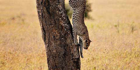 Fly-in Serengeti & Ngorongoro Culture – Midrange