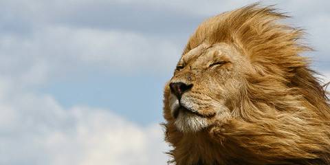 9-Day Luxury Tailor-Made Tanzania Wildlife Safari