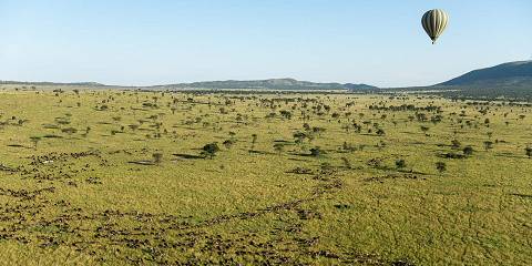 Candle of the Wild Calving Season in Ndutu