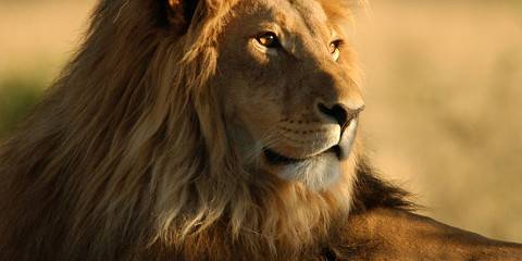8-Day Beautiful Wildlife Safari