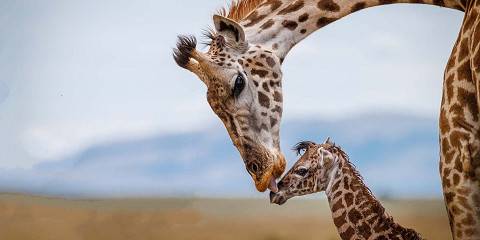 4-Day Enjoy the Ultimate Anniversary Fly-in Safari
