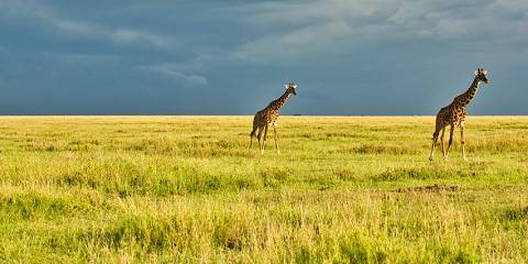 Tarangire, Ngorongoro Crater and Serengeti Safari