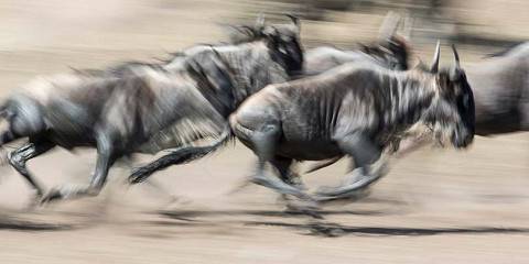 4-Day Tarangire Ngorongoro & Serengeti Fly-out Zanzibar